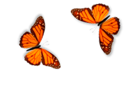 Butterfly on Desktop - main-screen