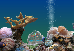 Marine Aquarium - fish