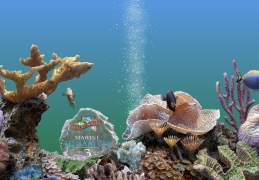 Marine Aquarium - underwater